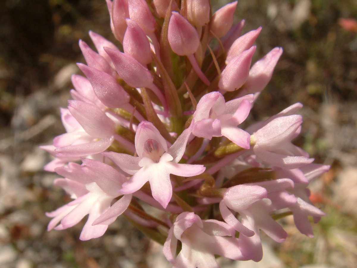 Ultime orchidee per quest''anno - Dalla Grecia con passione